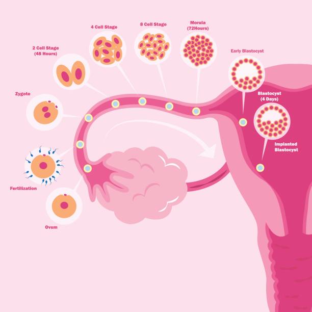 Unique IVF Hospital Junagadh, best IVF center in Junagadh, fertility centre in Junagadh, egg quality and fertility, how to improve egg quality, lifestyle tips for egg health, ICSI treatment in Junagadh, IVF success and egg quality, reproductive health Junagadh, fertility diet tips, egg preservation Junagadh, women’s fertility care Junagadh, stress and fertility, healthy lifestyle for conception, improving female fertility naturally, fertility expert Junagadh